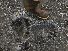 Ursus arctos sitkensis