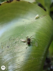 Linyphiidae