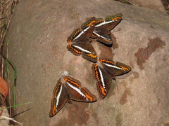 Adelpha corcyra corcyra