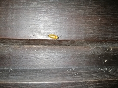 Abscondita