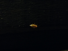 Abscondita