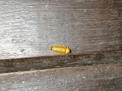 Abscondita