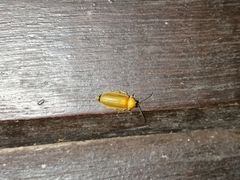 Abscondita