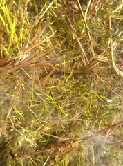 Schoenus maschalinus