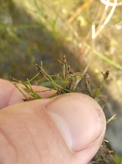 Schoenus maschalinus