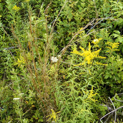 Solidago odora odora