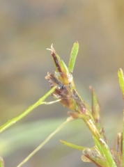 Schoenus maschalinus