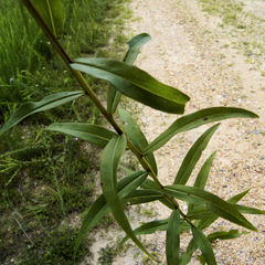 Solidago odora odora