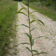 Solidago odora odora