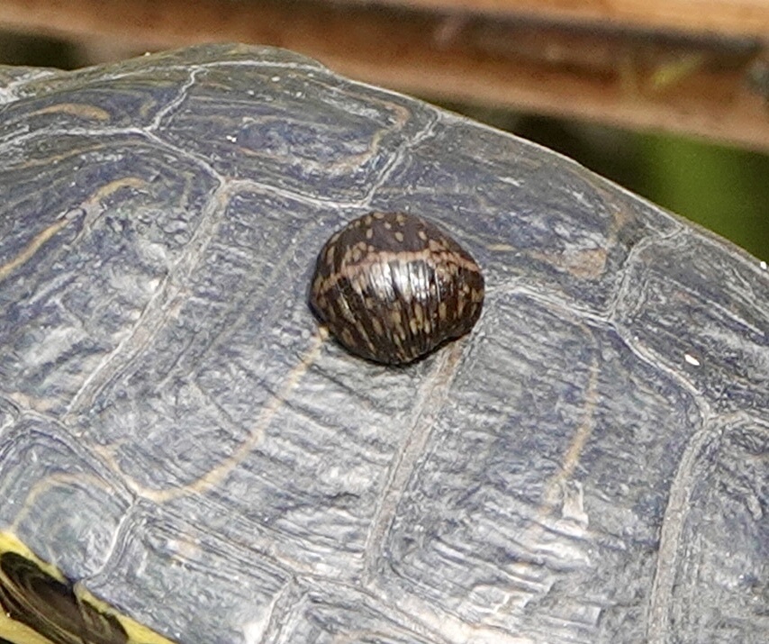 Smooth turtle leech