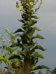 Verbascum speciosum