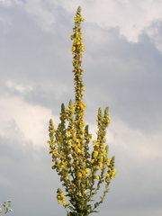 Verbascum speciosum