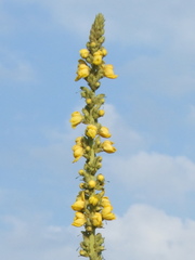 Verbascum speciosum