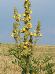 Verbascum speciosum