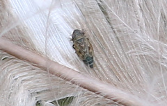 Deltocephalus pulicaris