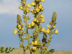 Verbascum speciosum