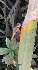Anisoptera