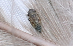 Deltocephalus pulicaris