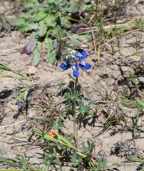Lupinus nanus