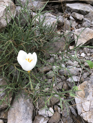 Genista acanthoclada