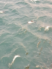 Cephalorhynchus commersonii
