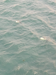 Cephalorhynchus commersonii