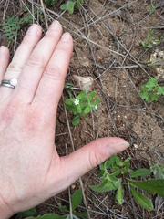 Lithospermum matamorense