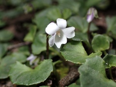 Viola curtisiae