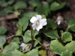 Viola curtisiae