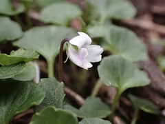 Viola curtisiae