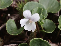 Viola curtisiae