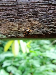 Sundablatta pulcherrima