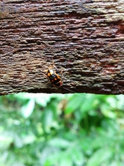 Sundablatta pulcherrima