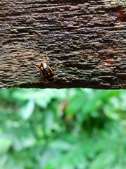 Sundablatta pulcherrima