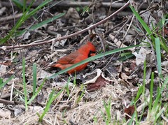 Cardinalis cardinalis