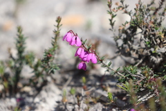 Tetratheca insularis