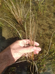 Carex buchananii