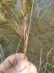 Carex buchananii