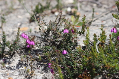 Tetratheca insularis