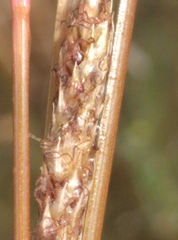 Carex buchananii