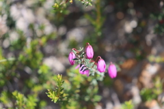 Tetratheca insularis