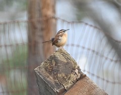 Thryothorus ludovicianus