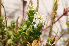 Stackhousia spathulata
