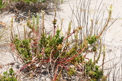 Stackhousia spathulata