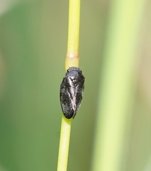 Cercopicesa tasmaniae