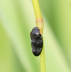 Cercopicesa tasmaniae
