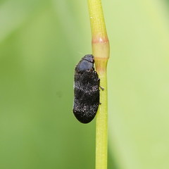 Cercopicesa tasmaniae