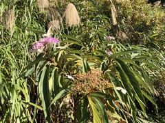 Hydrangea longifolia