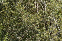 Elaeocarpus holopetalus