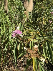 Hydrangea longifolia